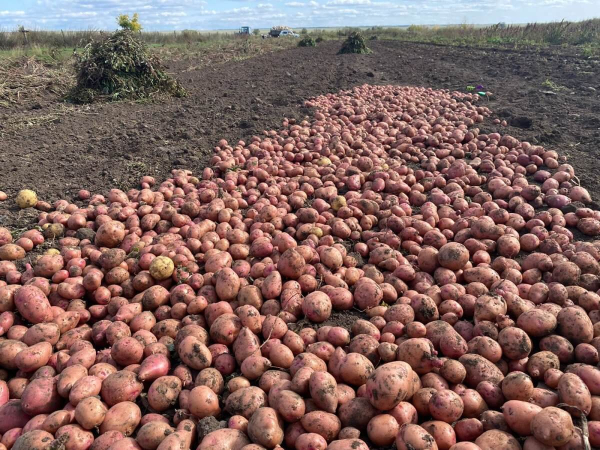 Поле бесплатной картошки нашли в Северо-Казахстанской области