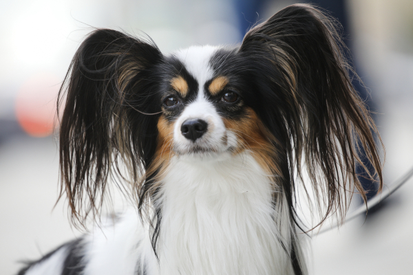 В&nbsp;Татарстане планируют ограничить число домашних животных в&nbsp;квартирах