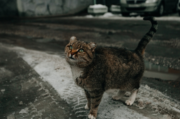 Суд Челнов рассмотрит дело о выселении женщины, держащей 40 котов в квартире