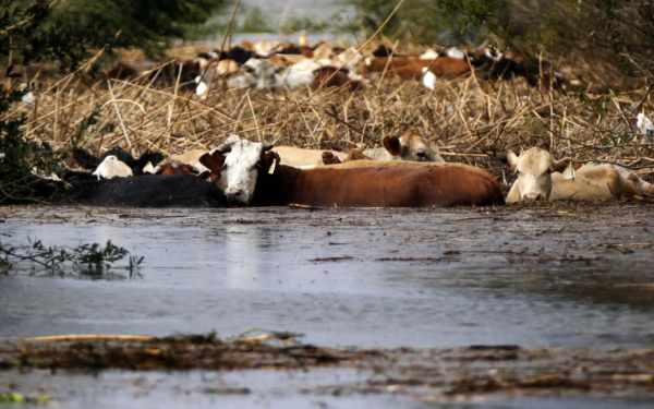 215,7 млн тенге компенсаций выплатили владельцам погибшего скота в Актюбинской области