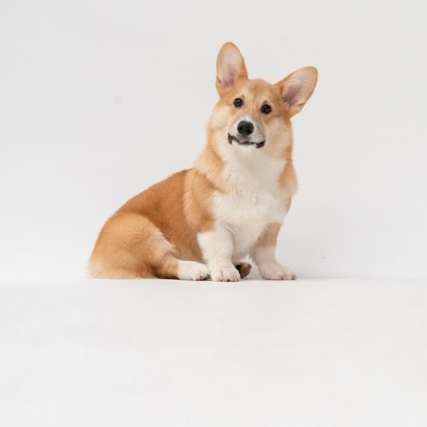 Куда пойти с собакой в Алматы