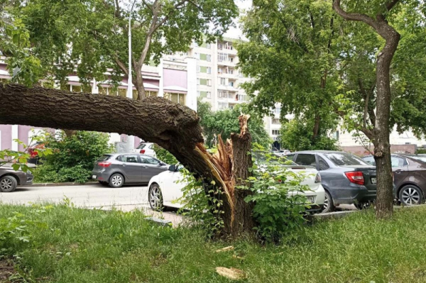 В Самаре дерево рухнуло на детей: один ребенок погиб, второго госпитализировали