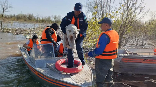 Власти РК не будут выплачивать компенсацию за погибших из-за паводков кошек и собак