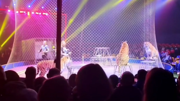 Тигр выпрыгнул в зрительный зал ростовского цирка - видео 20/04/2026 &ndash; Новости