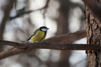 Погода в Москве в пятницу, 6 марта: холода окончательно отступят?