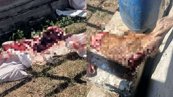 Полицейские задержали браконьера, разделывавшего лося прямо в степи