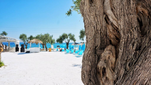 Во Флориде в центре ленивцев более 30 животных погибли от голода и холода