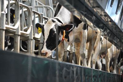 Липовые справки