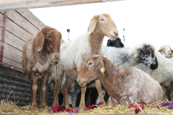 В области Жетысу идет заготовка кормов для сельхозживотных