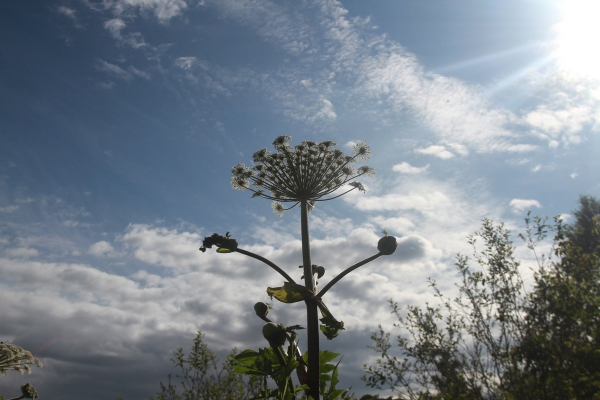 В Казани на борьбу с борщевиком потратят 5,7 млн рублей