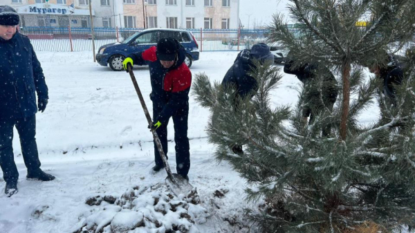 В Уральске решили зимой высадить деревья