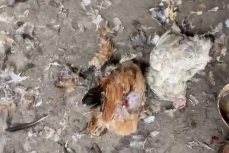 Переполох в курятниках: в Атырау частные подворья подверглись нападению хищников